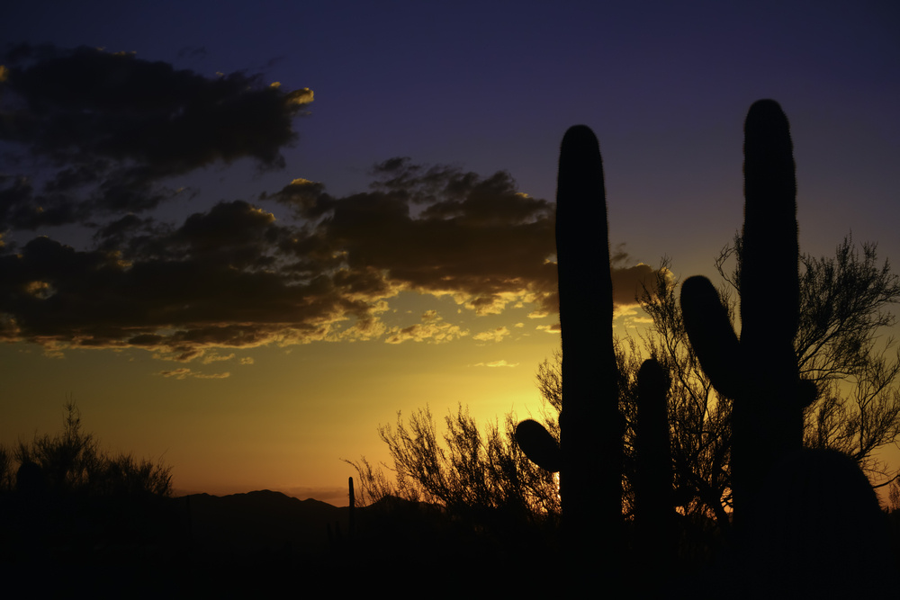 Providing Access in a Pharmacy Desert: Arizona's First Telepharmacy